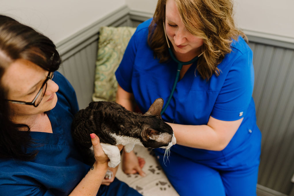Senior Pet Care Rum River Veterinary Clinic